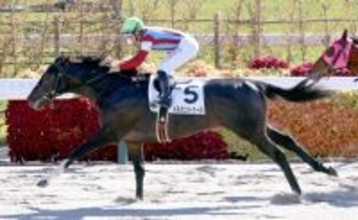 馬トクスタッフが選ぶ日曜の買うべき３頭　先週は連対率１００％！　阪神４ＲはＡＩ展開予想の高いＳＡ値で信頼