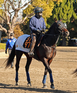 【スプリングＳ】２戦２勝のクレパスキュラーは６枠１２番　アスクエジンバラは１枠２番　枠番確定