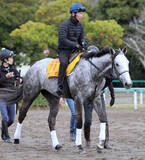 「【阪神牝馬Ｓ】１週前に美浦・Ｗコースで横山典弘騎手を背に猛時計マーク　カピリナに田島調教師「体調がいいということ」」の画像1