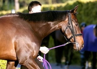 【桜花賞・特選有力馬チェック】アランカールは買うべき？　