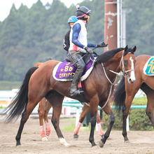 【新潟記念】ルメール騎手騎乗の３歳マイル王・ロデオドライブは３枠３番　川田将雅騎手騎乗のダノンシーマは７枠８番