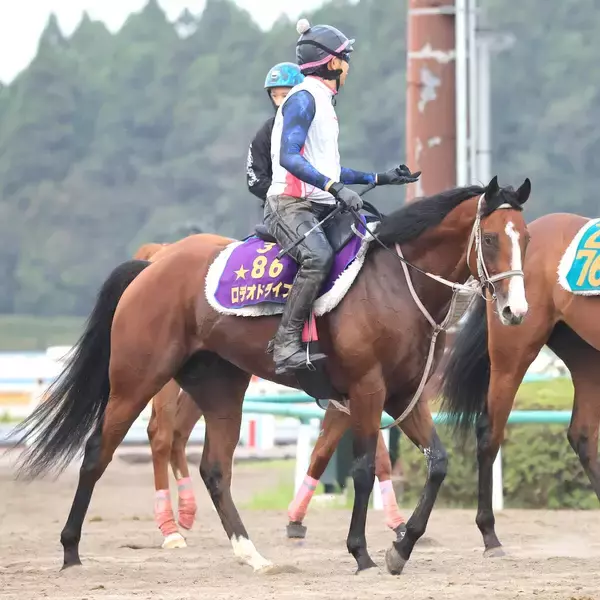 【新潟記念】ルメール騎手騎乗の３歳マイル王・ロデオドライブは３枠３番　川田将雅騎手騎乗のダノンシーマは７枠８番