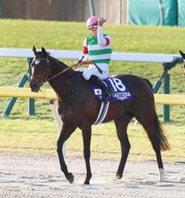 【ジャパンＣ】タスティエーラは直線で失速し７着　レーン騎手「もう一度盛り返して頑張ってくれました」