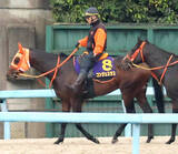 「【日本ダービー・日曜気配】無傷３連勝中のコンジェスタスは坂路で併せ馬を消化　高野調教師「疲労がないということで安心」」の画像1