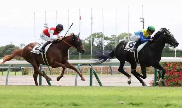 【中京３Ｒ・２歳新馬】ショウナンパンドラの息子ショウナンバトレニは母同様に２着発進　松山弘平騎手「今日は枠の差が…」