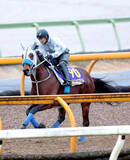 「【有馬記念】ドラマ「ザ・ロイヤルファミリー」出演の勝浦正樹元騎手がメイショウタバルに自信の◎」の画像1