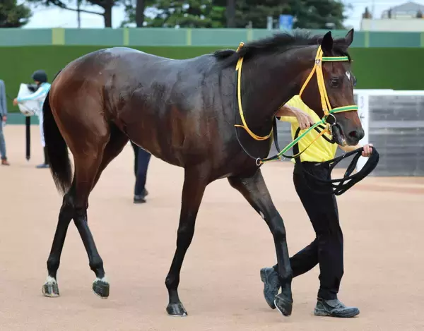 【フェアリーＳ】前走不完全燃焼のトラスコンガーデン逆襲へ　竹内調教師「ほとんどが１勝クラスのメンバーであれば」
