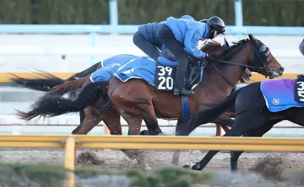 【若駒Ｓ】ディアドラの全弟イベントホライゾンは上積み伝わる雰囲気　池江調教師「今の荒れている馬場がカギ」