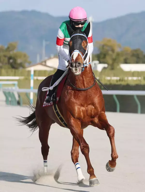 セラフィックコールが競走馬登録抹消　２３年みやこＳなどダート重賞３勝　地方移籍へ