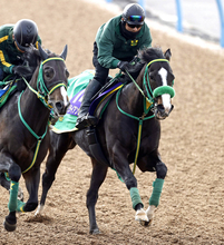 【フェブラリーＳ】「何も文句ないです」斎藤誠調教師も出来に自信　ブライアンセンスがパワフルに躍動