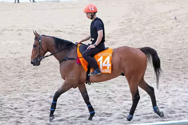 【香港チャンピオンズＭ】ヴォイッジバブル出走に黄色信号...左前肢に馬蹄腫　ジャンタルマンタル＆シュトラウスが出走予定