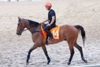 【香港チャンピオンズＭ】ヴォイッジバブル出走に黄色信号...左前肢に馬蹄腫　ジャンタルマンタル＆シュトラウスが出走予定