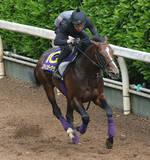 「【天皇賞・春】スティンガーグラスが歩様の違和感で回避　今後は宝塚記念視野　友道調教師「いつもより力強さに欠ける感じ」」の画像1