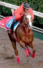 ジャスパークローネは右前種子骨じん帯の不全断裂が判明　休養期間は未定　ＪＲＡ発表