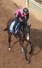 【中山金杯・理貴の特注馬】陣営「はまれば、めちゃくちゃ強い」ウエストナウが得意舞台で重賞初制覇へ　