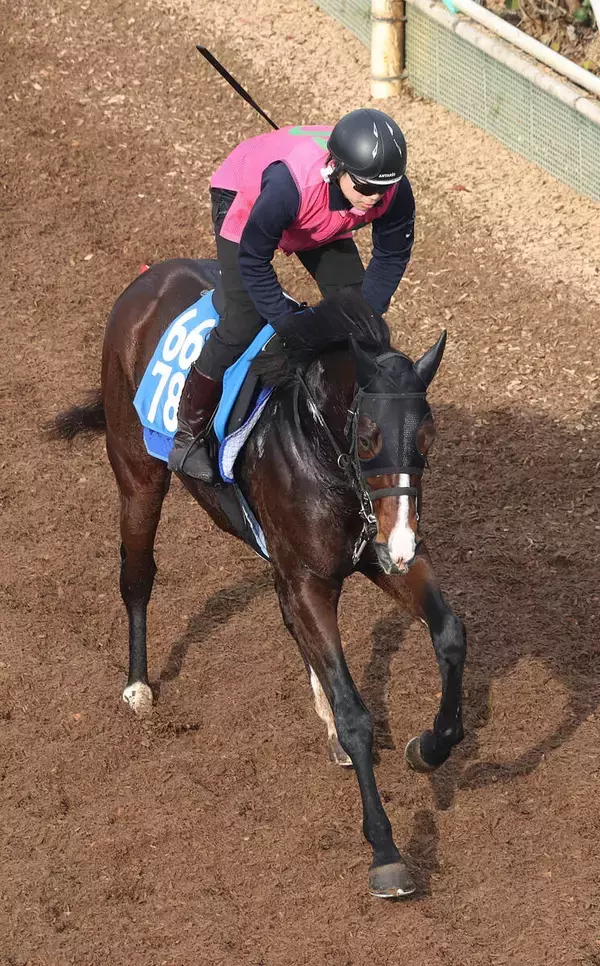 【中山金杯・理貴の特注馬】陣営「はまれば、めちゃくちゃ強い」ウエストナウが得意舞台で重賞初制覇へ　