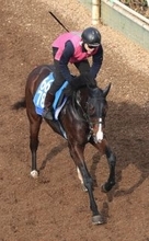 【中山金杯・理貴の特注馬】陣営「はまれば、めちゃくちゃ強い」ウエストナウが得意舞台で重賞初制覇へ　