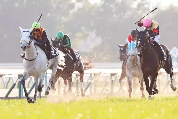 【京都１１Ｒ・万葉Ｓ】格上挑戦アクアヴァーナルが軽量味方に勝利　坂井瑠星騎手「いい反応をしてくれました」