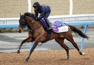 【注目馬動向】２４年桜花賞馬のステレンボッシュはエプソムＣへ　社台グループオーナーズが発表