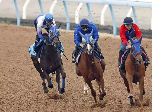 【中山ＧＪ】つきっきりも最後...ラストＪＧ１石神深一騎手がプラチナドリームと最終リハ「勝って引退式ができたら最高」