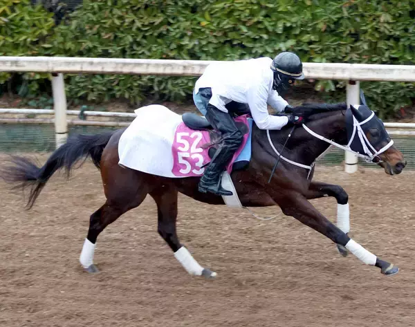 【注目馬動向・３歳】スマートプリエール、アメティスタはオークス　メイショウハチコウはプリンシパルＳへ