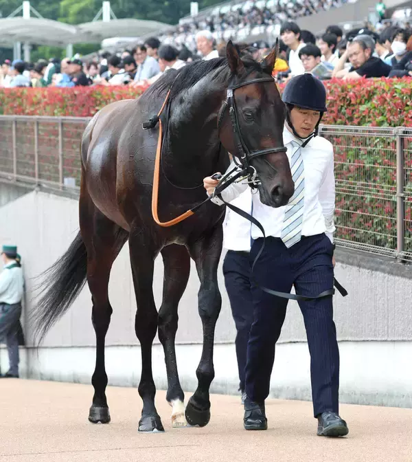 【注目馬動向】目黒記念で重賞初挑戦のウィクトルウェルス　鞍上は引き続きルメール騎手　シルク・ホースクラブが発表