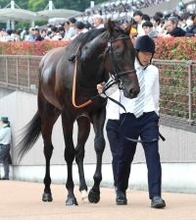 【注目馬動向】目黒記念で重賞初挑戦のウィクトルウェルス　鞍上は引き続きルメール騎手　シルク・ホースクラブが発表