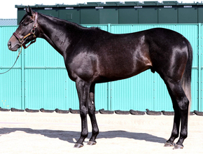 【松山康久元調教師のダービー馬体診断】リアライズシリウスは１０点満点　流線形のスラッとした体形　優しい目元