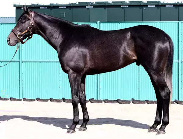 【松山康久元調教師のダービー馬体診断】リアライズシリウスは１０点満点　流線形のスラッとした体形　優しい目元