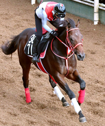 【今週のトク注新馬】フォーエバーヤングの弟で３億円馬ヤングリッチが今週の京都で芝デビュー　陣営「思っているより（時計が）速くなる」