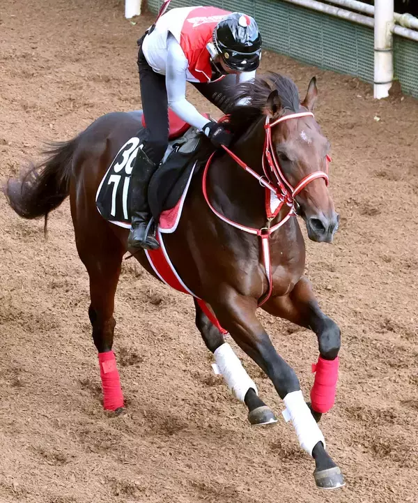 【今週のトク注新馬】フォーエバーヤングの弟で３億円馬ヤングリッチが今週の京都で芝デビュー　陣営「思っているより（時計が）速くなる」