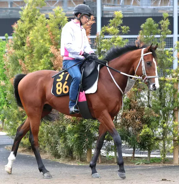 「【ニュージーランドＴ】３歳マイル路線の新星ロデオドライブ　イミグラントソングに続く辻厩舎連覇へ」の画像