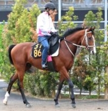 【ニュージーランドＴ】３歳マイル路線の新星ロデオドライブ　イミグラントソングに続く辻厩舎連覇へ