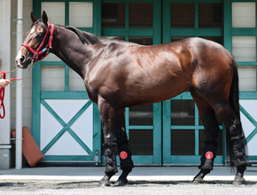 【松山康久元調教師のダービー馬体診断】メイショウハチコウは７・５点　容積の大きいたくましい筋肉が付着　腹袋もゆったり