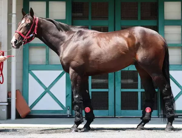 【松山康久元調教師のダービー馬体診断】メイショウハチコウは７・５点　容積の大きいたくましい筋肉が付着　腹袋もゆったり