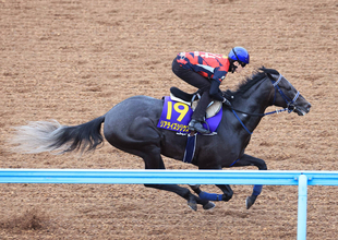 【日本ダービー】津村明秀騎手が「間違いなくいい状態」のリアライズシリウスと頂点目指す