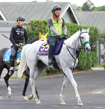 【安田記念・坂本の特注馬】古豪健在の７歳馬ガイアフォース　得意の東京マイルなら信頼度大