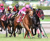 「サクラメガワンダーが２３歳で死す　０９年の金鯱賞など重賞４勝　西の名門・友道厩舎の初期を支えた名優」の画像1