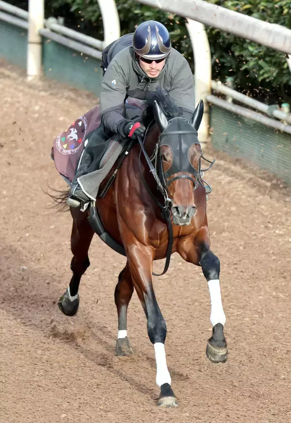 【京成杯】３戦すべて上がり最速マテンロウゲイルは坂路で力強い動き　野中調教師「ポテンシャルはある」