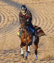 【すみれＳ】「ジョッキーは完全に度外視していいと」と奥村武調教師　京成杯からの巻き返しに燃えるアッカンに注目