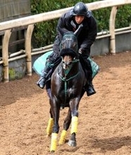 【注目馬動向】大阪杯５着のセイウンハーデスは安田記念へ　鞍上は引き続き幸英明騎手
