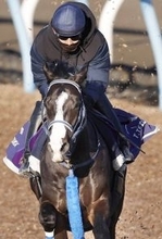【香港チャンピオンズデー】マスカレードボール、サトノレーヴ、ジャンタルマンタルなど日本馬７頭が選出