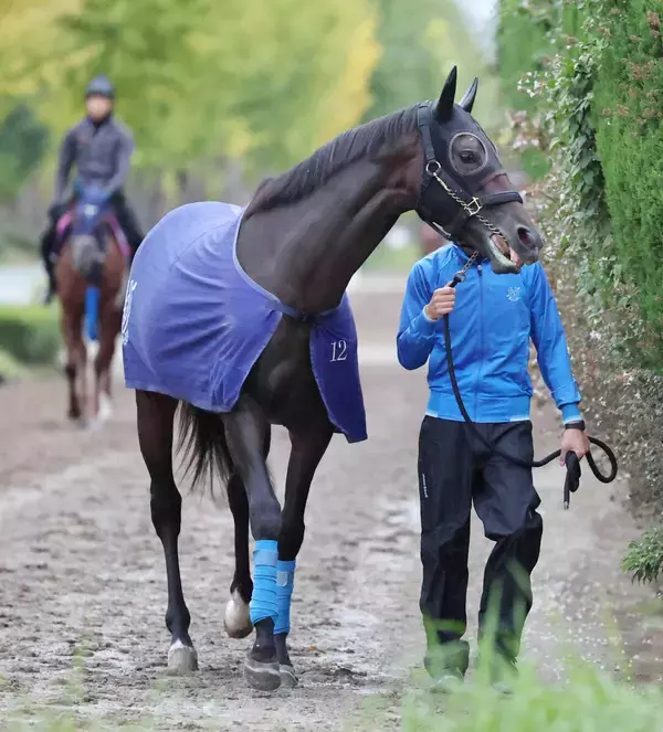【注目馬動向】３冠牝馬アパパネの子供アマキヒは重賞初制覇かかる目黒記念への参戦を視野