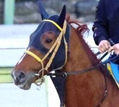 【名古屋グランプリ】２番人気のカズタンジャーは追い込み届かず５着　川田将雅騎手は６年ぶり３勝目ならず