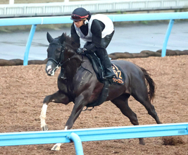 【神戸新聞杯】ダービー惨敗から変わり身十分のグリーンエナジー　上原佑調教師「ちょうどいい雰囲気」