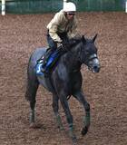 「土曜京都競馬場の注目激走馬…京都１１Ｒすばるステークス（Ｌ）」の画像1