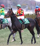 「【注目馬動向・３歳】きさらぎ賞４着のコレオシークエンスは皐月賞トライアルの若葉Ｓへ」の画像1