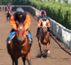 【桜花賞】２歳女王は状態万全　高野調教師「勝たせてあげたい。スターアニスには勝負のレースです」