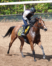 【福島牝馬Ｓ】１番人気パラディレーヌは８着　またもタイトル獲得ならず丹内祐次騎手は「いつもの感じがなかった」とガックリ