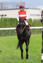 【読売マイラーズＣ】５・１億円馬ショウナンアデイブは１３番人気も粘って４着　池添謙一騎手「しまいもよく頑張って…」